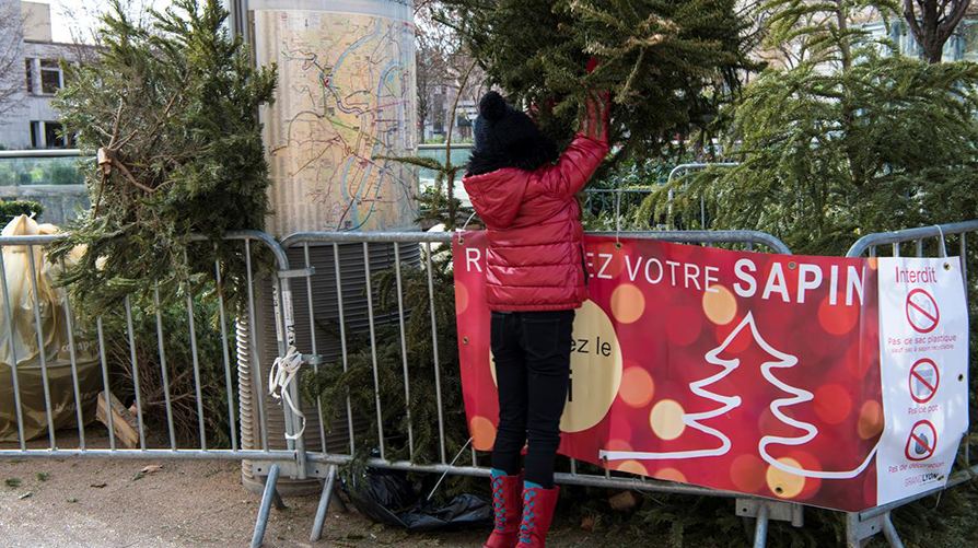 Collecte des sapins Vignette