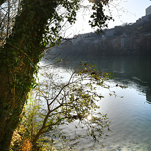 Vue du Rhône à travers les arbres à Lyon
